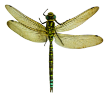 insects & dragonfly free transparent png image.