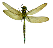 insects & Dragonfly free transparent png image.