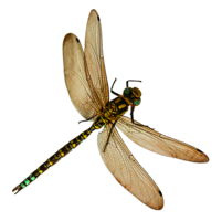 insects & Dragonfly free transparent png image.