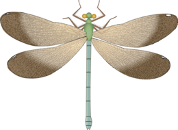 insects & dragonfly free transparent png image.