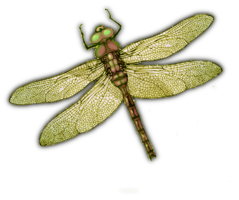 insects & dragonfly free transparent png image.