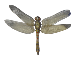 insects & dragonfly free transparent png image.