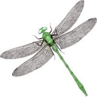 insects & Dragonfly free transparent png image.