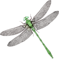 insects & dragonfly free transparent png image.