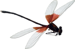 insects & dragonfly free transparent png image.