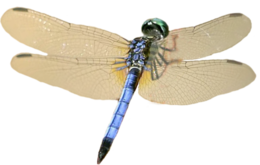 insects & dragonfly free transparent png image.