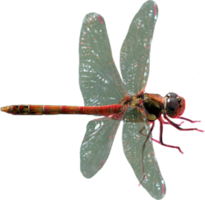 insects & dragonfly free transparent png image.