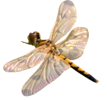 insects & dragonfly free transparent png image.