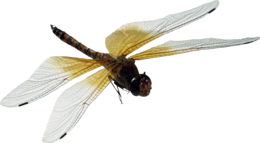 insects & dragonfly free transparent png image.