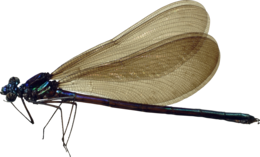 insects & Dragonfly free transparent png image.