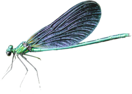 insects & dragonfly free transparent png image.