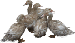 animals&Duck png image.