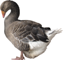 animals & duck free transparent png image.