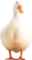 animals & Duck free transparent png image.