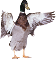 animals & Duck free transparent png image.