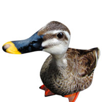 animals & duck free transparent png image.