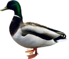 animals & duck free transparent png image.