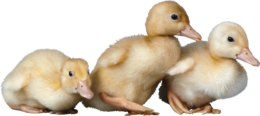 animals & duck free transparent png image.