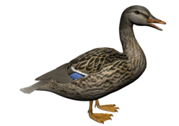 animals & duck free transparent png image.