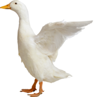 animals & duck free transparent png image.