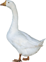 animals & Duck free transparent png image.