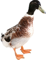animals & duck free transparent png image.