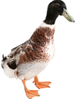 animals & Duck free transparent png image.