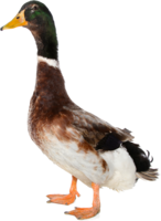 animals & Duck free transparent png image.