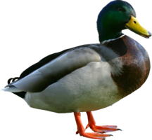 animals & duck free transparent png image.