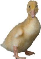 animals & Duck free transparent png image.