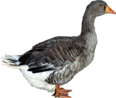 animals & duck free transparent png image.