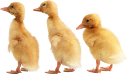 animals & Duck free transparent png image.