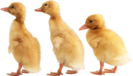 animals & duck free transparent png image.