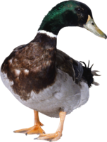 animals & Duck free transparent png image.