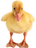 animals & duck free transparent png image.