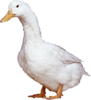animals & Duck free transparent png image.