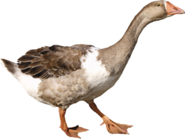 animals & Duck free transparent png image.