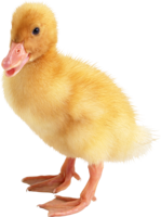 animals & Duck free transparent png image.