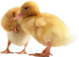 animals & duck free transparent png image.