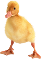 animals & Duck free transparent png image.