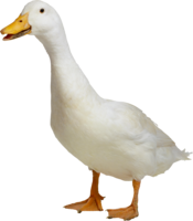 animals & duck free transparent png image.