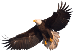 animals & Eagle free transparent png image.