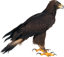 animals & Eagle free transparent png image.