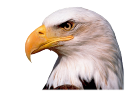 animals & Eagle free transparent png image.