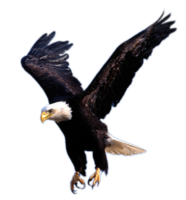 animals & eagle free transparent png image.