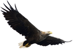 animals & Eagle free transparent png image.