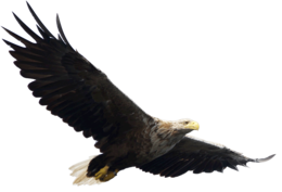 animals & eagle free transparent png image.