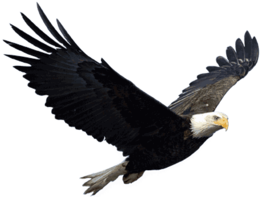 animals & eagle free transparent png image.