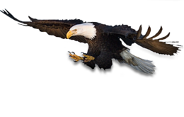 animals & Eagle free transparent png image.