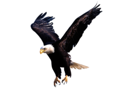 animals & eagle free transparent png image.